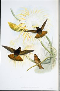 Raio de Sol Brilhante (Agliaeactis Cupripennis) (litho colorido à mão) de John (after) Gould
