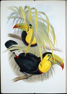 Tucano de facturação curta (Ramphastos Brevicarinatus) (litho colorido à mão) de John (after) Gould