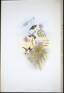 Estrela da madeira de cauda curta (Calothorax Micrurus) (Litho colorido à mão) de John (after) Gould