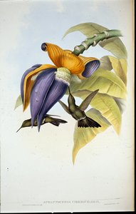 Beija-flor do ventre (Aphantochroa cirrhochloris) (litho de cor de mão) de John (after) Gould