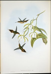 Eremita do Sul (Phaethornis Zonura) (litografia colorida à mão) de John (after) Gould