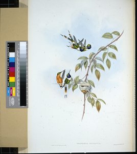 Sparkling-tail (tryphaena dupontii) (litho cor de mão) de John (after) Gould