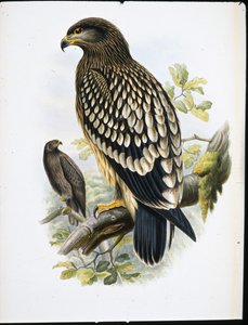 Spotted Eagle (Aquila Naevia) (litho colorido à mão)