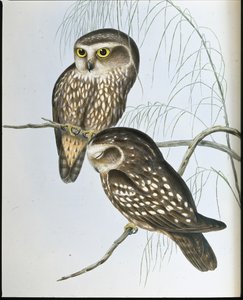 Coruja Manchada (Athene Maculata) (litho colorido à mão) de John (after) Gould