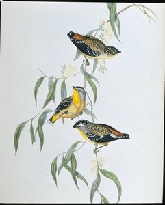 Spotted Pardalote (Pardalotus Punctatus ) (litho colorido à mão) de John (after) Gould