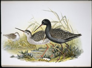 Spotted Redshank (Totanus Fuscus) (litho colorido à mão) de John (after) Gould
