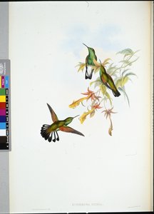 Beija-flor (Eupherusa Eximia) (cor da mão) de John (after) Gould