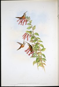 Eremita de garganta listrada (Phaethornis Striigularis) (litho colorido à mão) de John (after) Gould