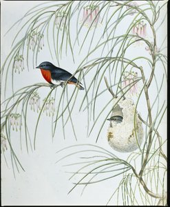 Dicaeum de Andorinha (Dicaeum Hirundinaceum ) (litho colorido à mão) de John (after) Gould