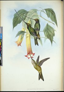 Espada (Docimastes Ensiferus) (Litho colorido à mão) de John (after) Gould