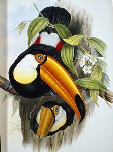 Toco Tucano Toco (Ramphastos Toco) (cor de mão litográfica)