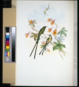 Trailer (lesbia eucharis) (litho colorido à mão) de John (after) Gould