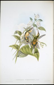 Eremita portadora de trem (Phaethornis Syrmatophorus) (litografia colorida à mão) de John (after) Gould