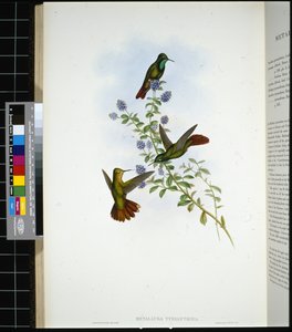 Tyrian-tail (metallura Tyrianthina) (cor da mão em litro) de John (after) Gould