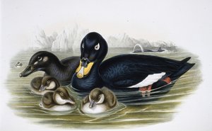 Scoter de veludo (oidemla fusca) (litho de cor de mão) de John (after) Gould
