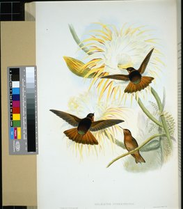 Stenura venezuelana (panychlora stenura) e (panychlora Russata) (panychlora Russata) (litho colorido à mão) de John (after) Gould