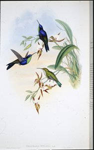 Veraguan Panoplites (Thalurania Venusta) (litografia colorida à mão) de John (after) Gould