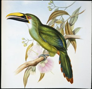 Aulacoramphus Wagleri (Aulacoramphus Wagleri) (litho colorido à mão) de John (after) Gould
