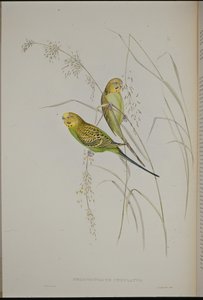 Papagaio de grama warbling (Melopsittacus Undulatus ) (litho colorido à mão) de John (after) Gould