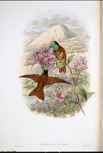 Beija-flor de Warszewicz (Diphlogaena Aurora) (cor da mão) de John (after) Gould
