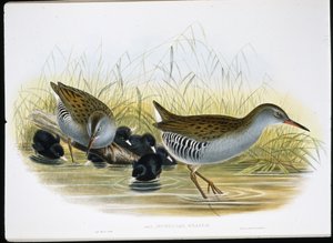Water-Rail (Rallus Aquaticus) (cor da mão em litro) de John (after) Gould