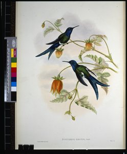 Western Swallow-tail (eupetomena hirundo) (litho colorido à mão) de John (after) Gould