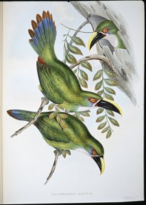 Tucano-de-bico-branco (Aulacoramphus Albivitta) (cor da mão) de John (after) Gould