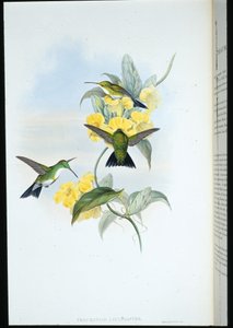 Esmeralda de garganta branca (Thaumatias Leucogaster) (litografia na cor da mão) de John (after) Gould