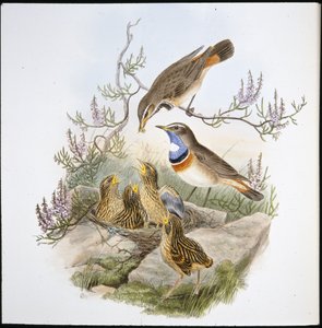 White Throated Bluebreast (Cyanecula Leucocyana) (cor da mão) de John (after) Gould