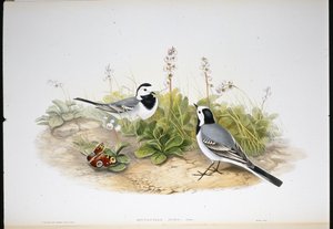 Rabo de Aranha Branco (Motacilla Alba) (litho colorido à mão) de John (after) Gould