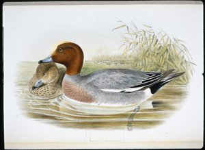 Widgeon (Mareca Penélope) (cor da mão litro) de John (after) Gould
