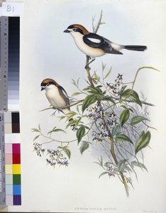 Woodchat Shrike (Enneoctonus Rufus) (litho colorido à mão) de John (after) Gould