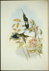 Eremita Yarquian (Phaerthornis Yarugui) (litografia colorida à mão) de John (after) Gould