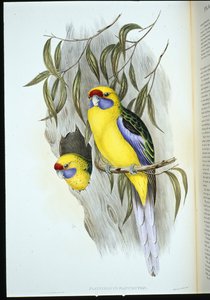 Periquito de barriga amarela (platycercus flaviventris) (litho colorido à mão) de John (after) Gould