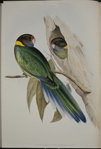 Periquito de Colarinho Amarelo (Platycercus Semitorquatus ) (litho de cor de mão) de John (after) Gould