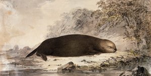 Sea Otter, gravura após desenho de John Webber (1750-1793) feita durante a Terceira Viagem de James Cook