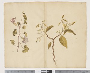 F.13 Ipomea Pes, cabra; Celtis paniculata, c.1790-95 (aquarela e tinta sobre papel)