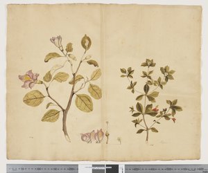 F.15 Lagunaria Patersonia; Alyxia gynopogon, c.1790-95 (aguarela e tinta sobre papel)