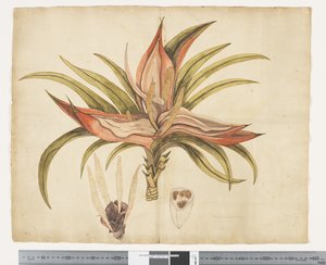 F.1 Freycinetia baueriana, c.1790-95 (aquarela e tinta sobre papel)