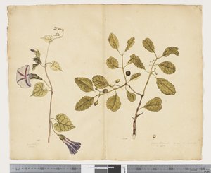 F.24 Ipomoea congesta; Elaeodendron curtipendulum, c.1790-95 (aquarela e tinta sobre papel)