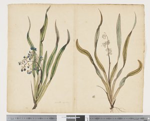 F.29 Dianella intermedia, c.1790-95 (aguarela e tinta sobre papel)
