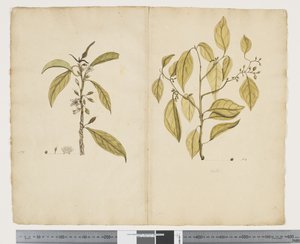 F.2 Miopia escura; Panícula celta, c.1790-95 (aquarela e tinta sobre papel)