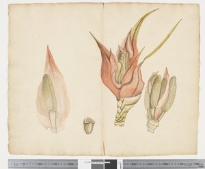 F.33 Freycinetia baueriana, c.1790-95 (tinta e aquarela sobre papel)