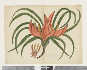 F.36 Freycinetia baueriana, c.1790-95 (aguarela e tinta sobre papel)