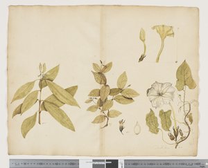 F.6 Wickstroemia Australis; Ipomea, c.1790-95 (aguarela e tinta sobre papel)