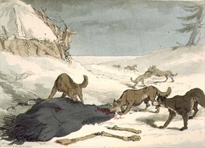 The Wolf Hunt, placa 74 do Volume III de 
