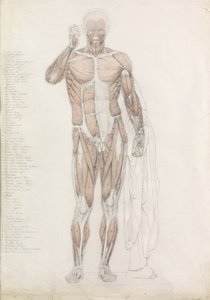 Estudo Anatômico: Musculatura Humana, em Contrapposto de John Bathe
