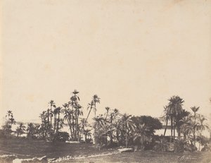 Estudo das Palmeiras, Bancos do Nilo, Kalabschi, 1853-54.