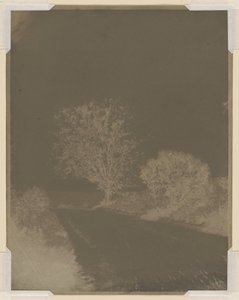 Árvore na berma de uma estrada de John Beasley Greene