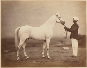 O tenente-general Sir Frederick Sleigh Roberts S cavalo, "Vonolel", 1885 cerca de